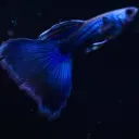 poecilia reticulata - guppy male moscow blue 3cm