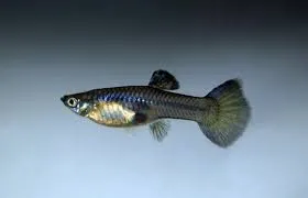poecilia reticulata - guppy female moscow blue 3cm