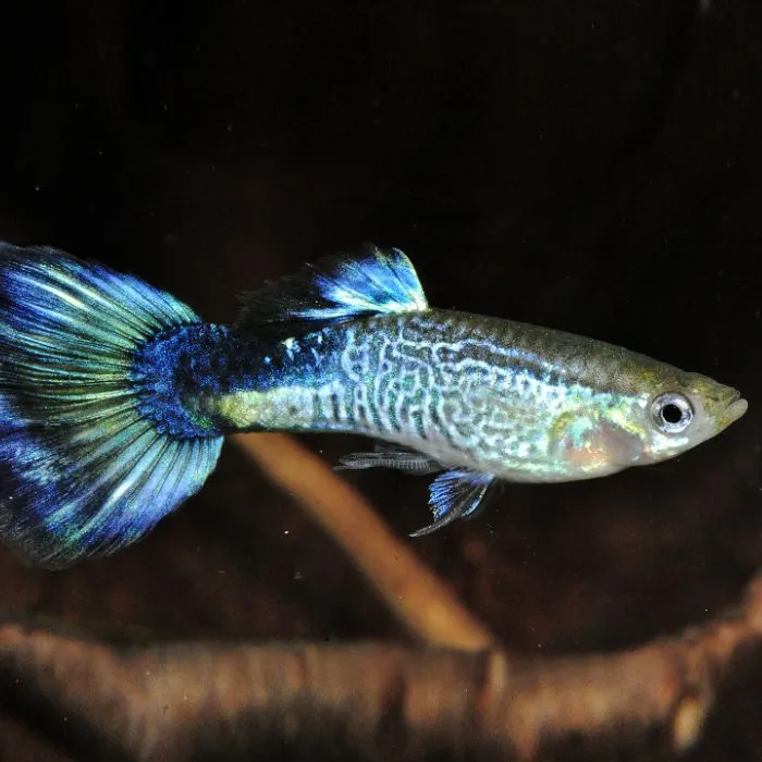 poecilia reticulata - guppy male cobra blue 3cm