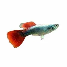 poecilia reticulata - guppy male zilver tuxedo 3cm