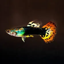 poecilia reticulata - guppy male tuxedo fire dragon 3cm