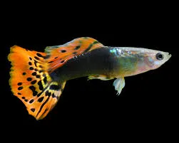 poecilia reticulata - guppy male tuxedo dragon head 3cm