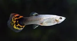 poecilia reticulata - guppy female tuxedo dragon head 3cm