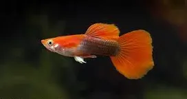 poecilia reticulata - guppy male tuxedo blond/red 3cm