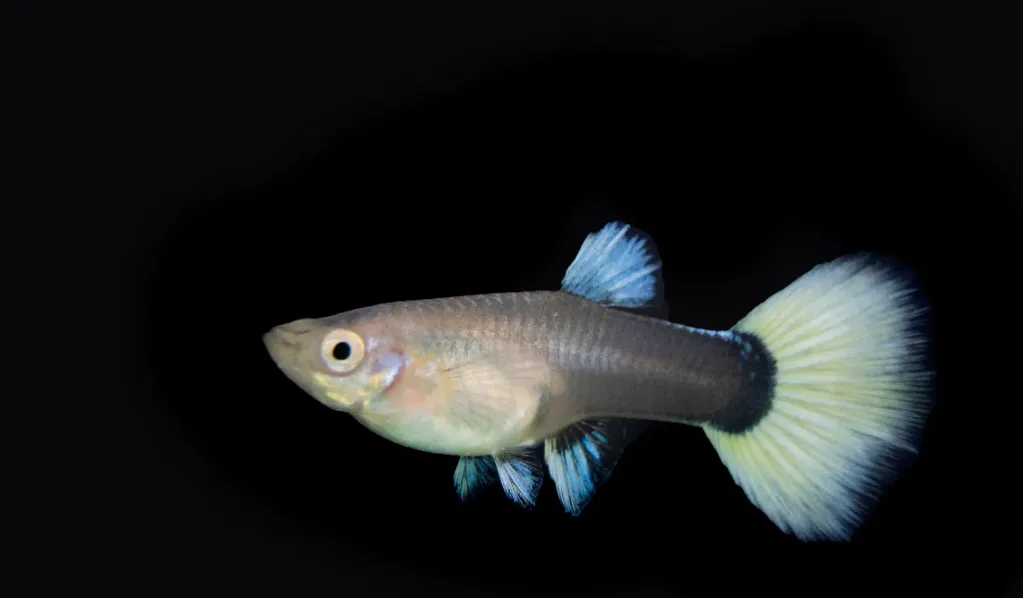 poecilia reticulata - guppy female velvet white 3cm