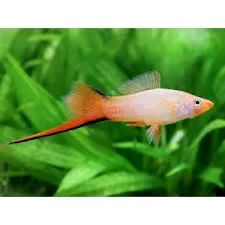 xyphophorus helleri comet pink 4-4.5cm