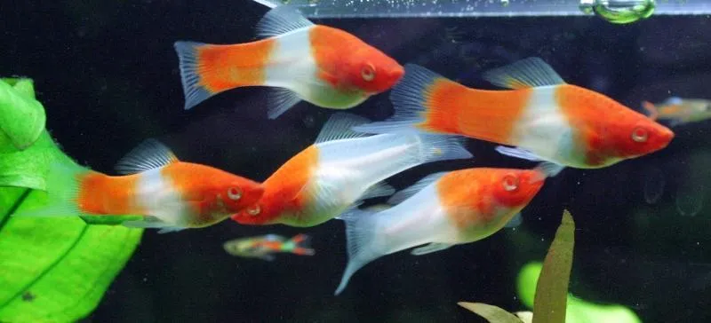 xyphophorus helleri kohako 4-4.5cm