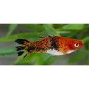 xyphophorus helleri calico 4-4.5cm