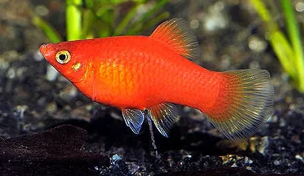 xyphophorus maculatus - platy moon red 2.5-3cm