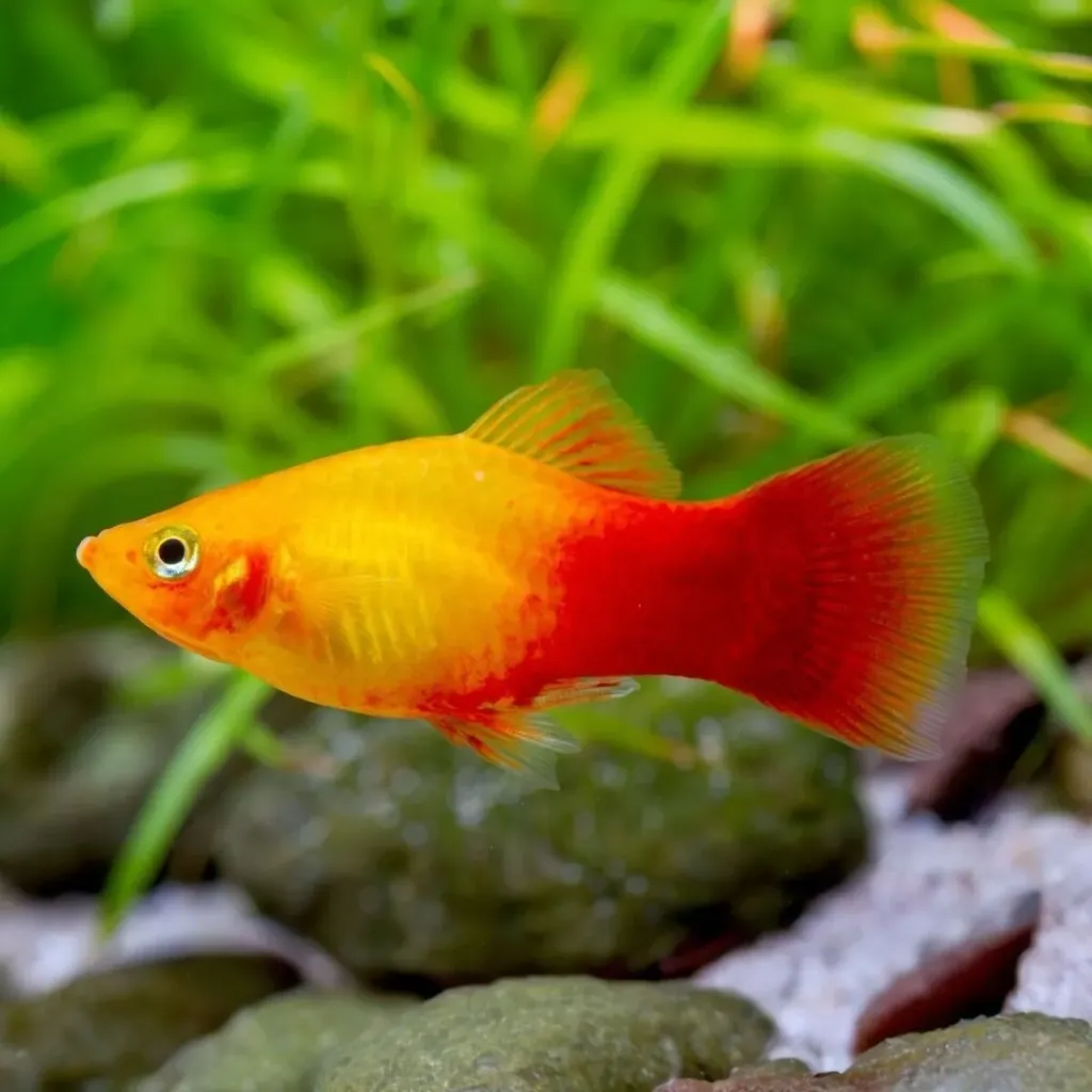 xyphophorus maculatus - platy golden sunset 2.5-3cm