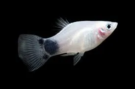 xyphophorus maculatus - platy mickey mouse white 2.5-3cm