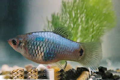 xyphophorus maculatus - platy blue moon 2.5-3cm