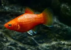 xyphophorus maculatus - platy red moon 2.5-3cm