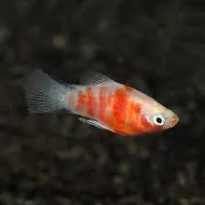 xyphophorus maculatus - platy red/white tiger 2.5-3cm
