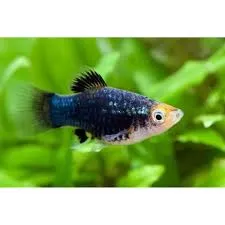 xyphophorus maculatus - platy black 2.5-3cm