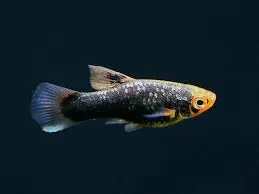xyphophorus maculatus - platy tuxedo black 2.5-3cm