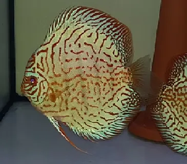 symphysodon aequifasciatus - discus texel tiger turquise 8-10cm