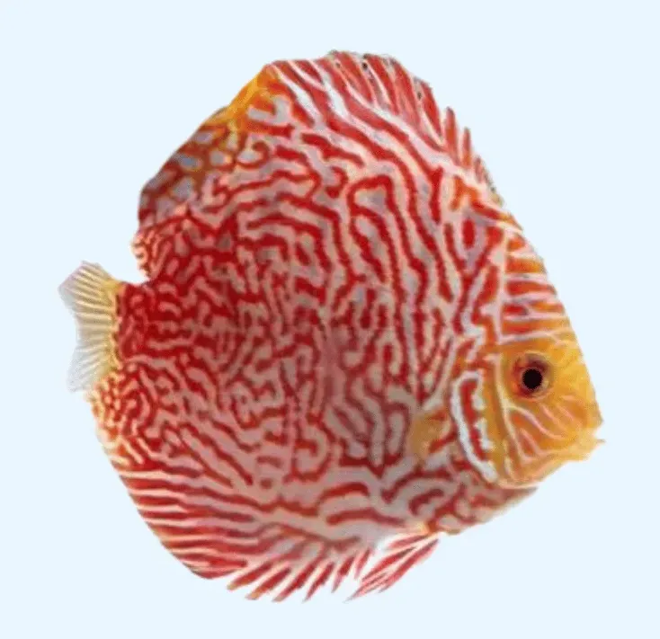 symphysodon aequifasciatus - discus texel spider red 8-10cm