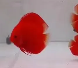 symphysodon aequifasciatus - discus texel super red diamond 8-10cm