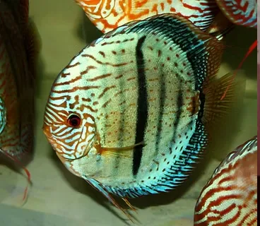 symphysodon aequifasciatus - discus texel kobalt heckel cross 8-10cm