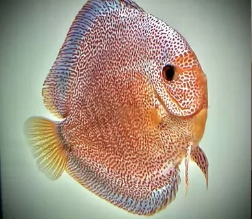 symphysodon aequifasciatus - discus texel super pantera eruption 8-10cm