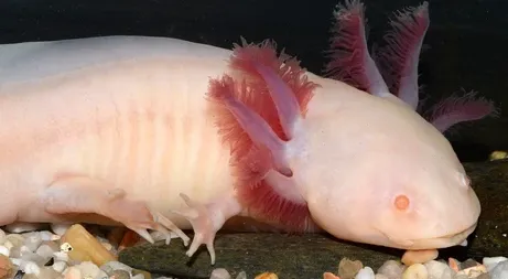 ambystoma mexicanum albino (axolot) 9-11cm