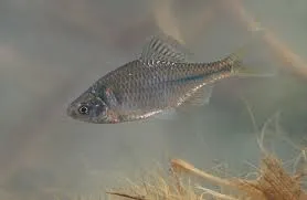 rhodeus amarus - bittervoorn 5-7cm