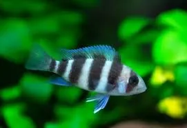 cyphotilapia frontosa 10-12cm