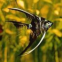 pterophyllum scalare marble 5cm (body)