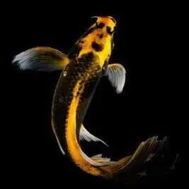 cyprinus carpio - koi kabuto butterfly 18-21cm