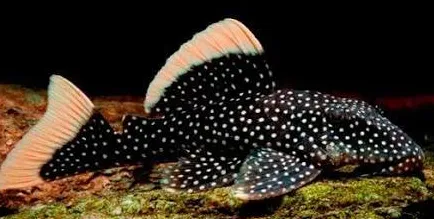 Baryancistrus xanthellus l081 6-8cm