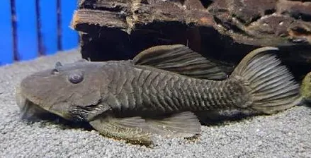 parancistrus aurantiacus l056 6-8cm