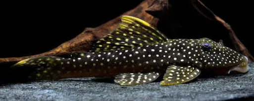 Pseudancistrus asurini l067 6-8