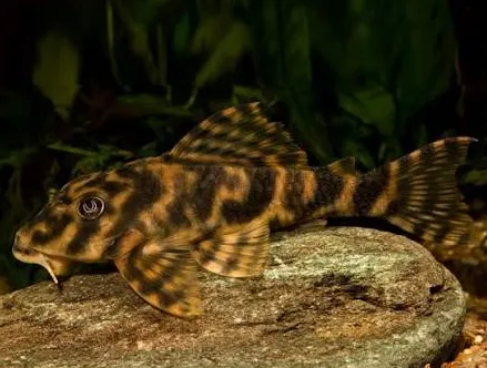 peckoltia vittata 8-10cm