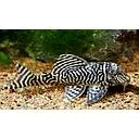 hypancistrus seideli l066 8-10cm