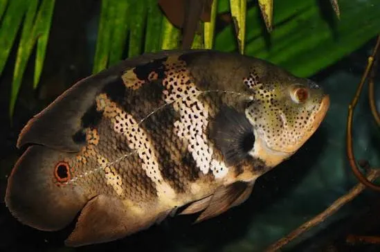 astronotus crassipinnis