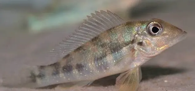 retroculus lapidifer