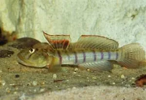 awaous flavus 8-10cm