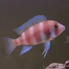 cyphotilapia frontosa red 3cm