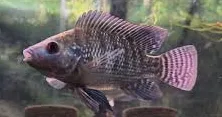 oreochromis aureus - blue tilapia 8-10cm