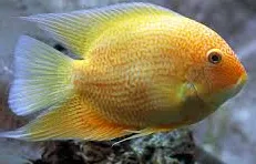 heros severum gold 2.5cm