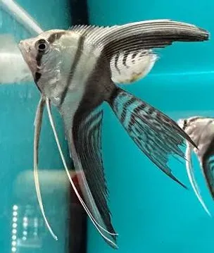 pterophyllum scalare black/white longfin 3-3.5cm (body)