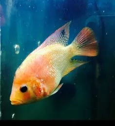 flowerhorn golden base b-grade 10cm