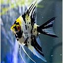 pterophyllum scalare tricolor 3-3.5cm (body)