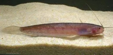 silurichthys hasseltii