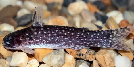 tatia galaxias 3-4cm