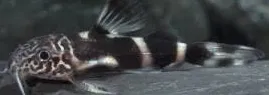 synodontis albolineatus 4cm