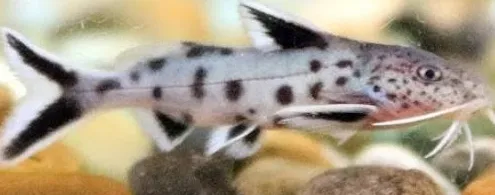 synodontis piedratus 3cm