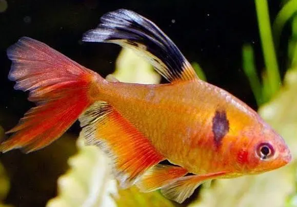hyphressobrycon callistus serpae longfin 3cm