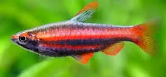 nannostomus beckfordi red 2.8-3cm